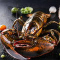 Live Boston Lobster